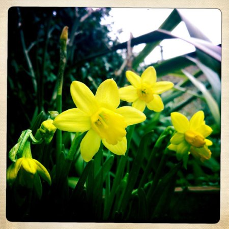 Narcissi in the garden